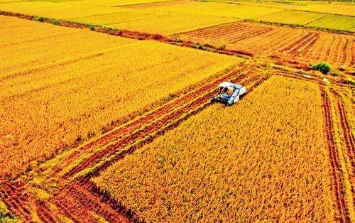 粮食、农业和饲料
